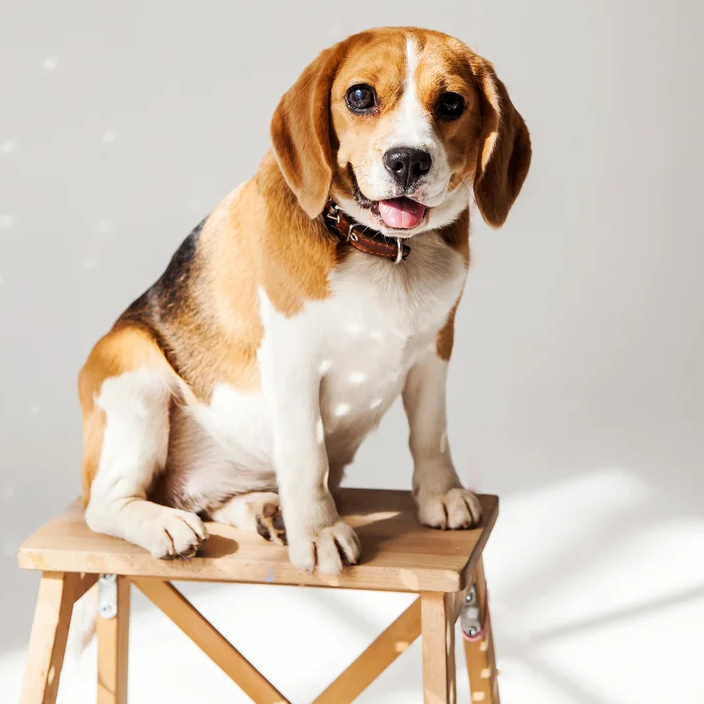 Beagle