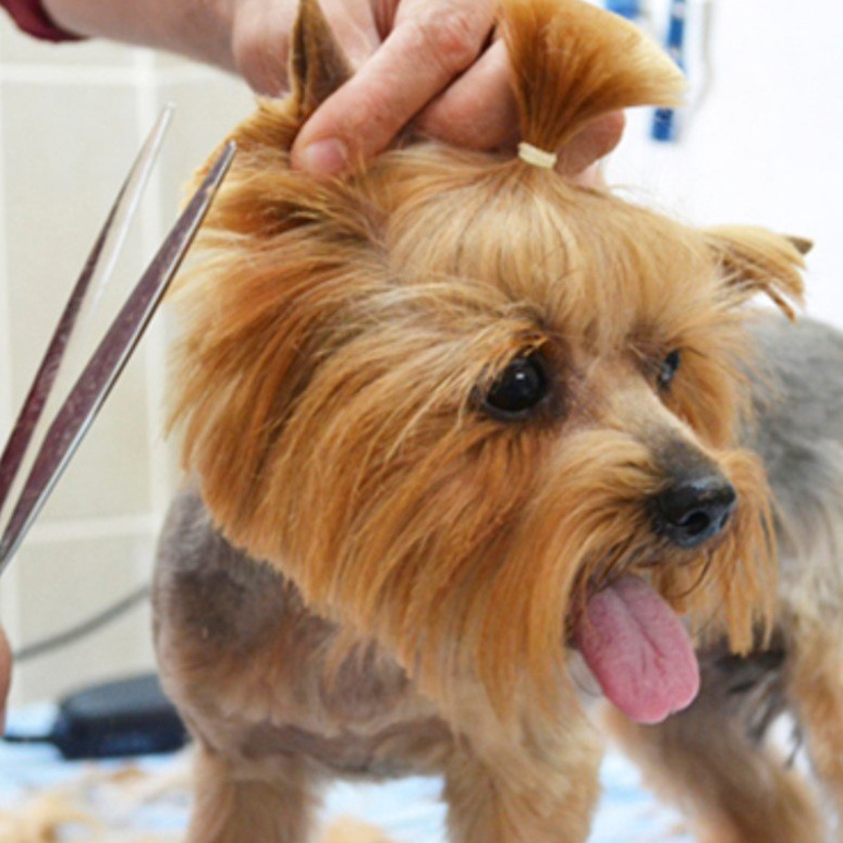 Kõrvade pügamine (Yorkshire terjer jne),