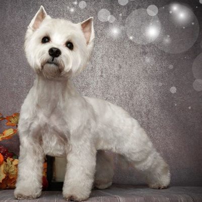 Westhighland White Terjer