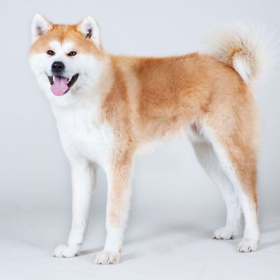 Akita inu
