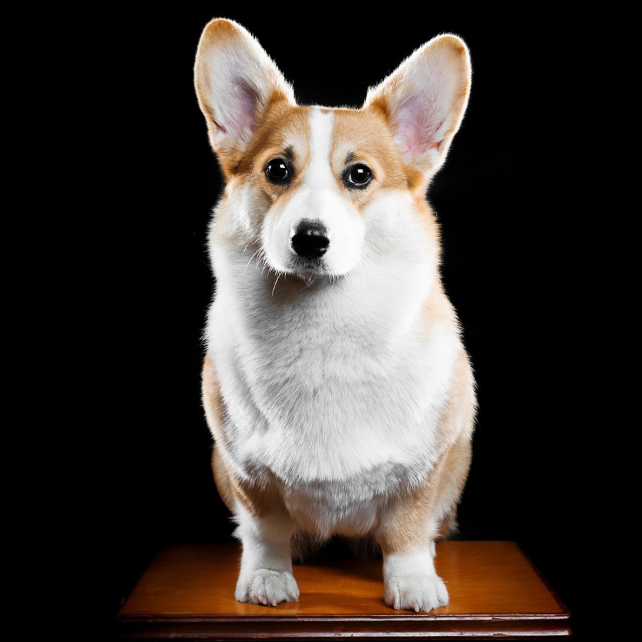 Corgi Pembroke'i