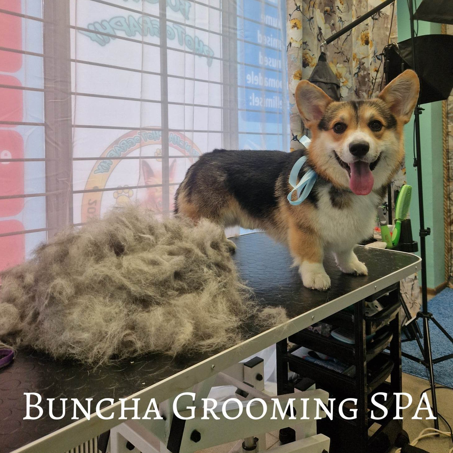 Koer suurus (M) kammimine lühike