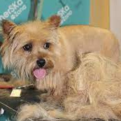 Norwich terrier karmikarvalised