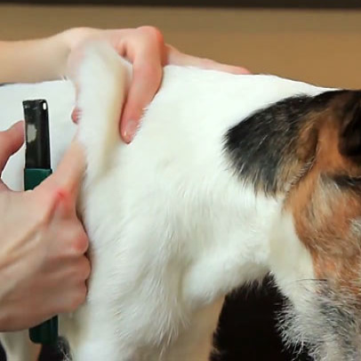 Jack russell Karmikarvalised