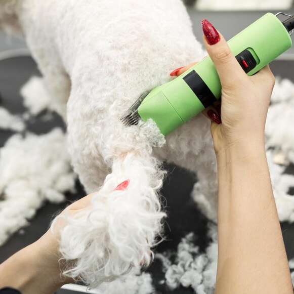 Koer suurus (S) pügamine masinaga pikk