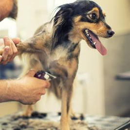 Koer suurus (M) pügamine masinaga lühike