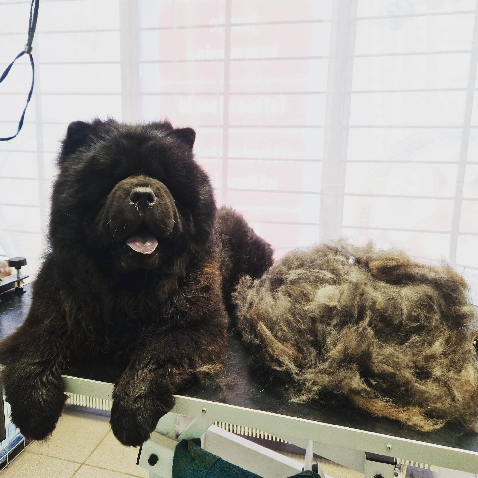 Koer suurus (M) kammimine pikk