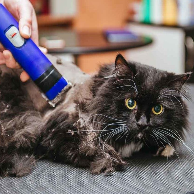 Kass pügamine masinaga  (pikk)