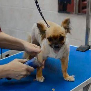 Koer suurus (S) pügamine masinaga lühike