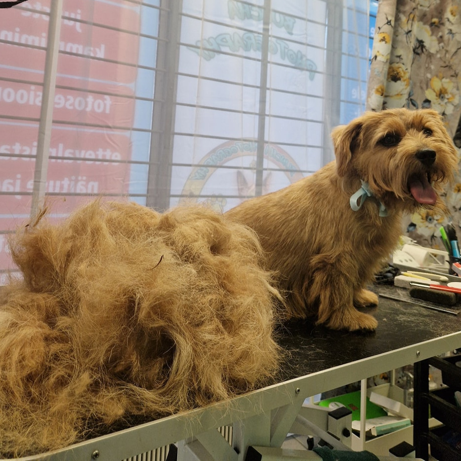 Norfolk terrier karmikarvalised