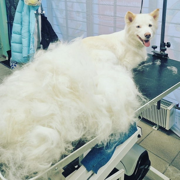 Koer suurus (L) kammimine pikk