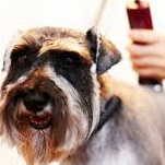 Koer suurus (M) pügamine masinaga pikk