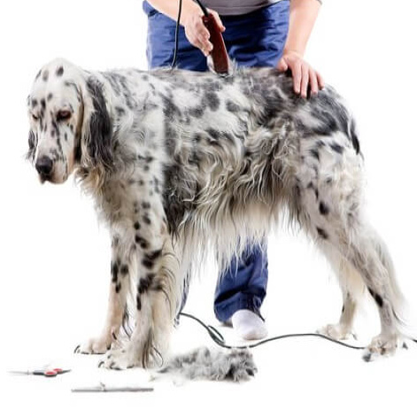 Koer suurus (L) pügamine masinaga pikk