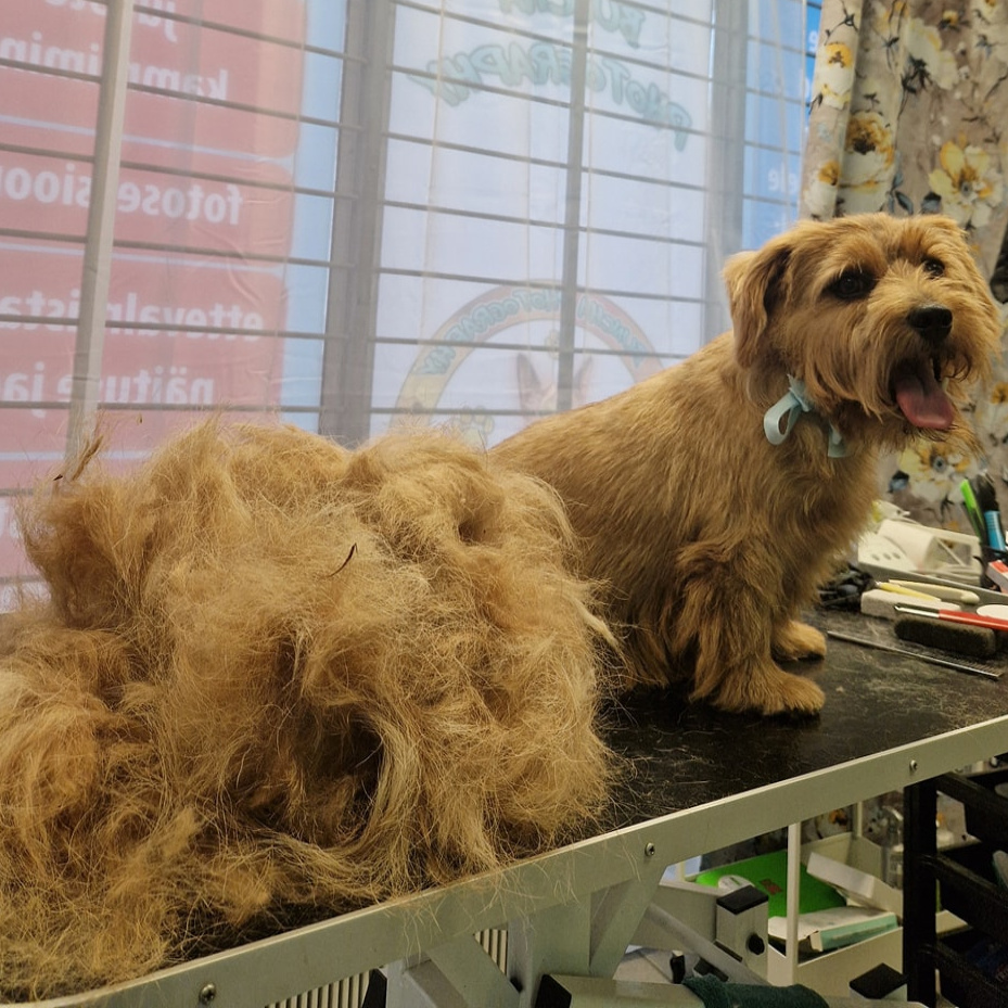 Koer suurus  (S) kammimine pikk