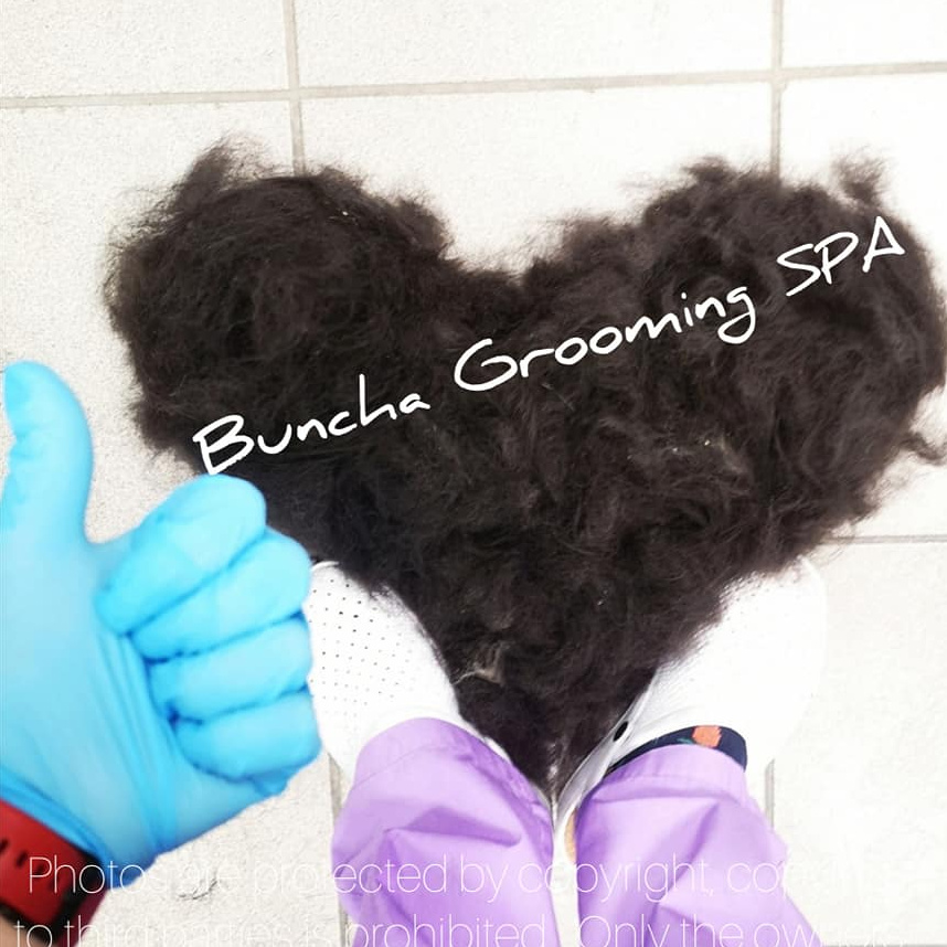 Koer suurus (L) kammimine lühike