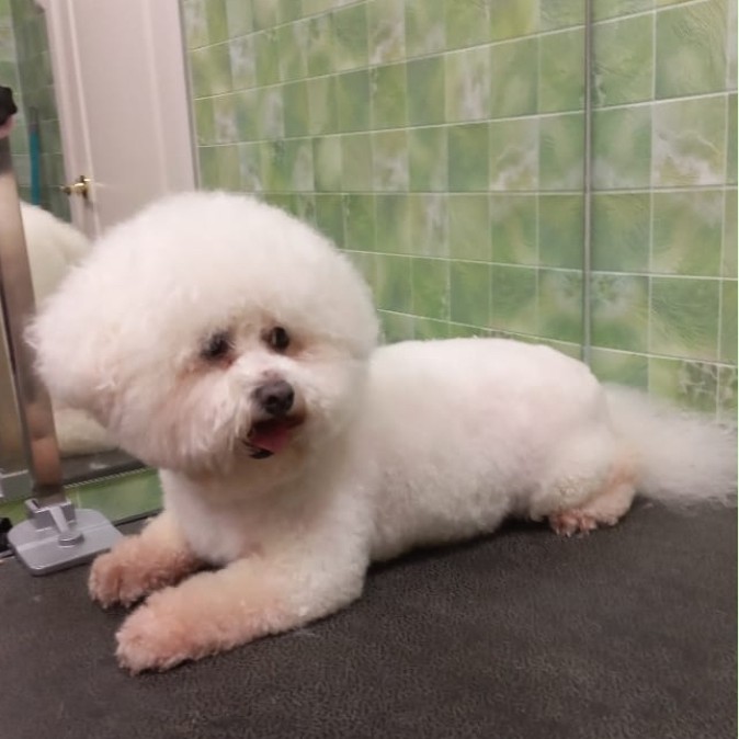 Стрижка Бешон Фризе