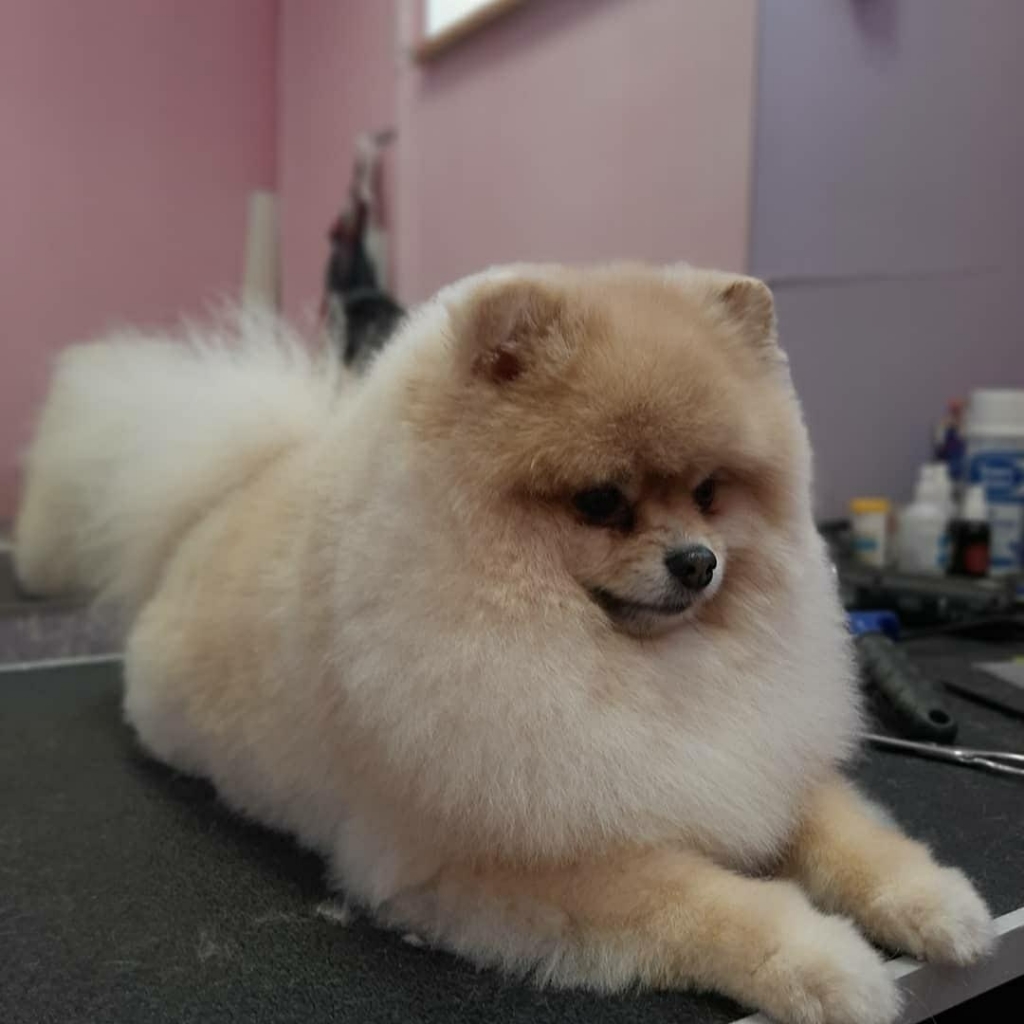 Стрижка шпитца