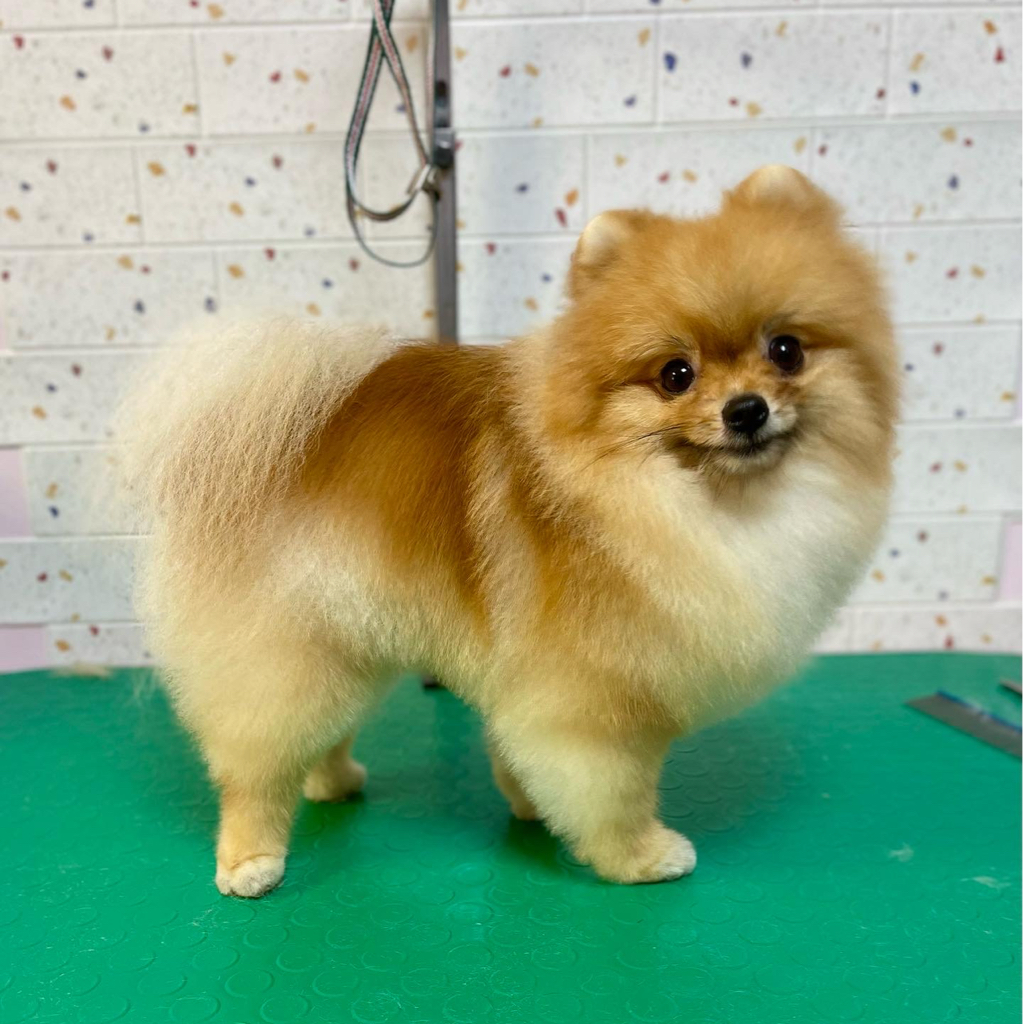 Стрижка Шпиц до 4 кг