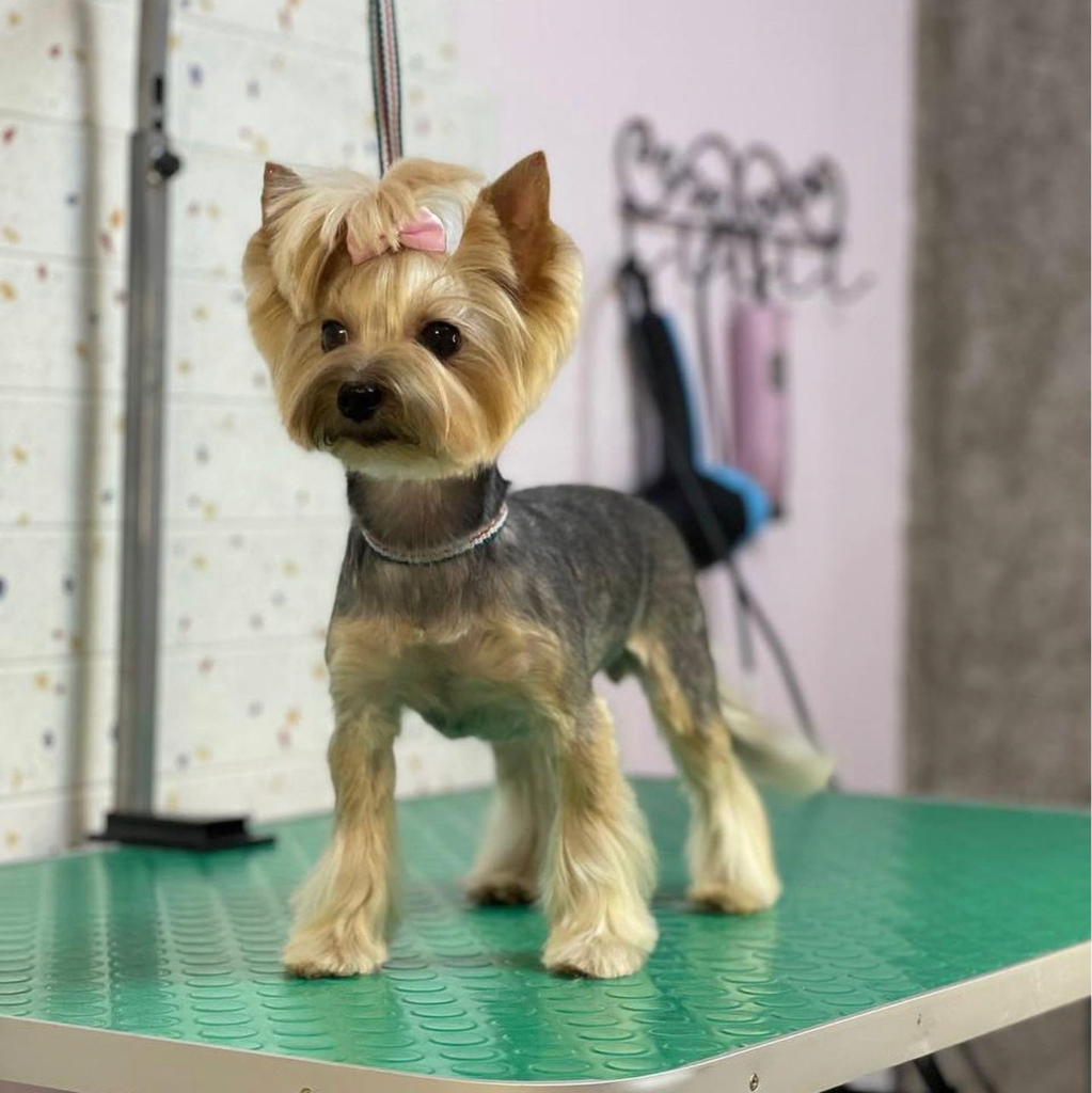 Стрижка Йорк до 5 кг