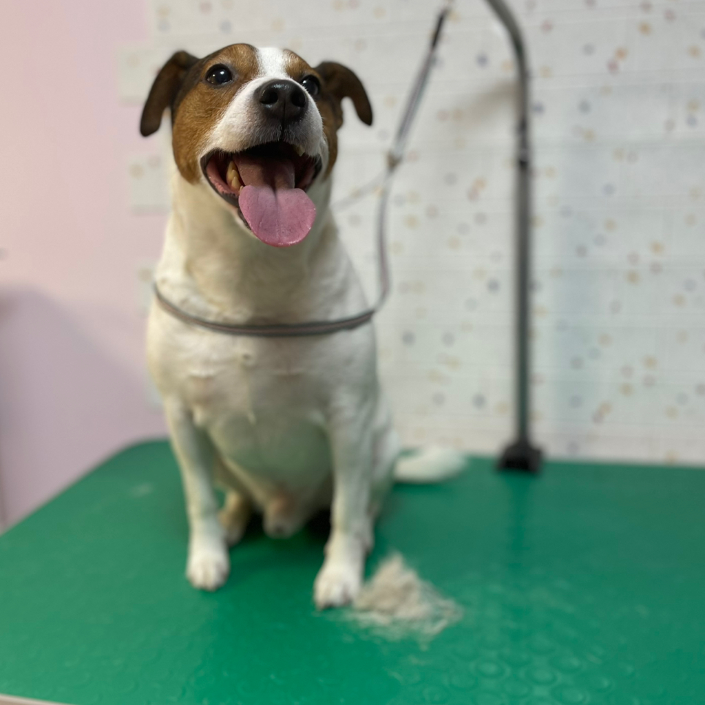 Джек Рассел Экспресс линька