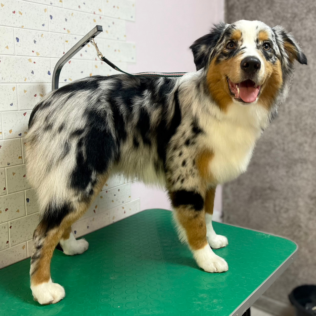 Австралийская овчарка