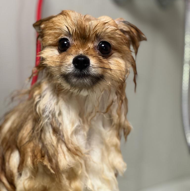 Гигиена Шпиц до 4 кг