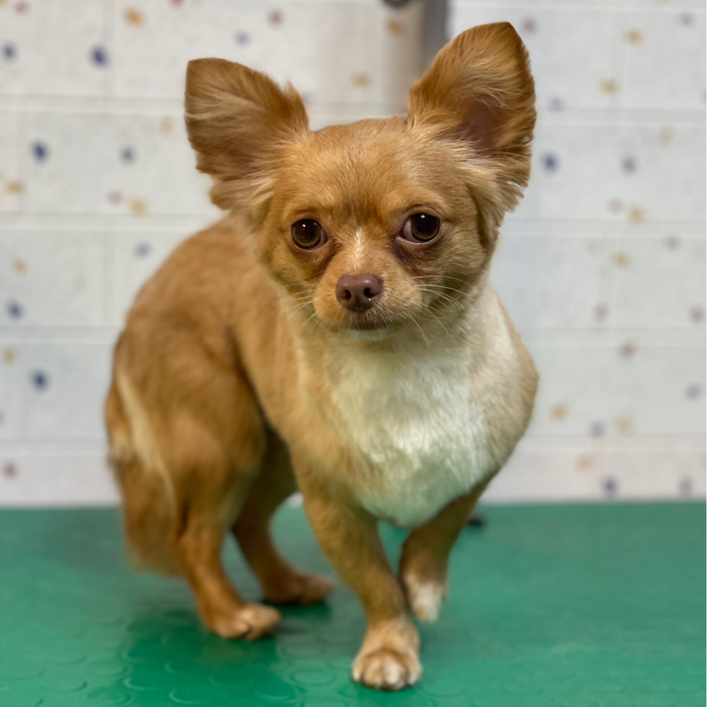 Стрижка Чихуа