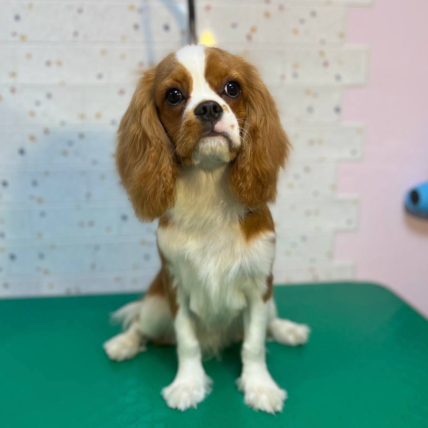 Гигиена Кинг чарльз спаниель