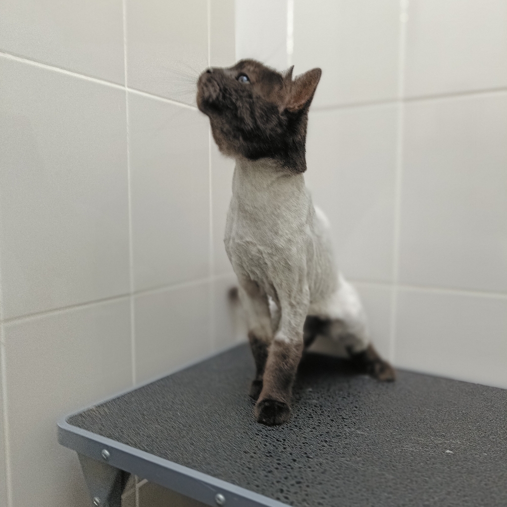 стрижка кошек