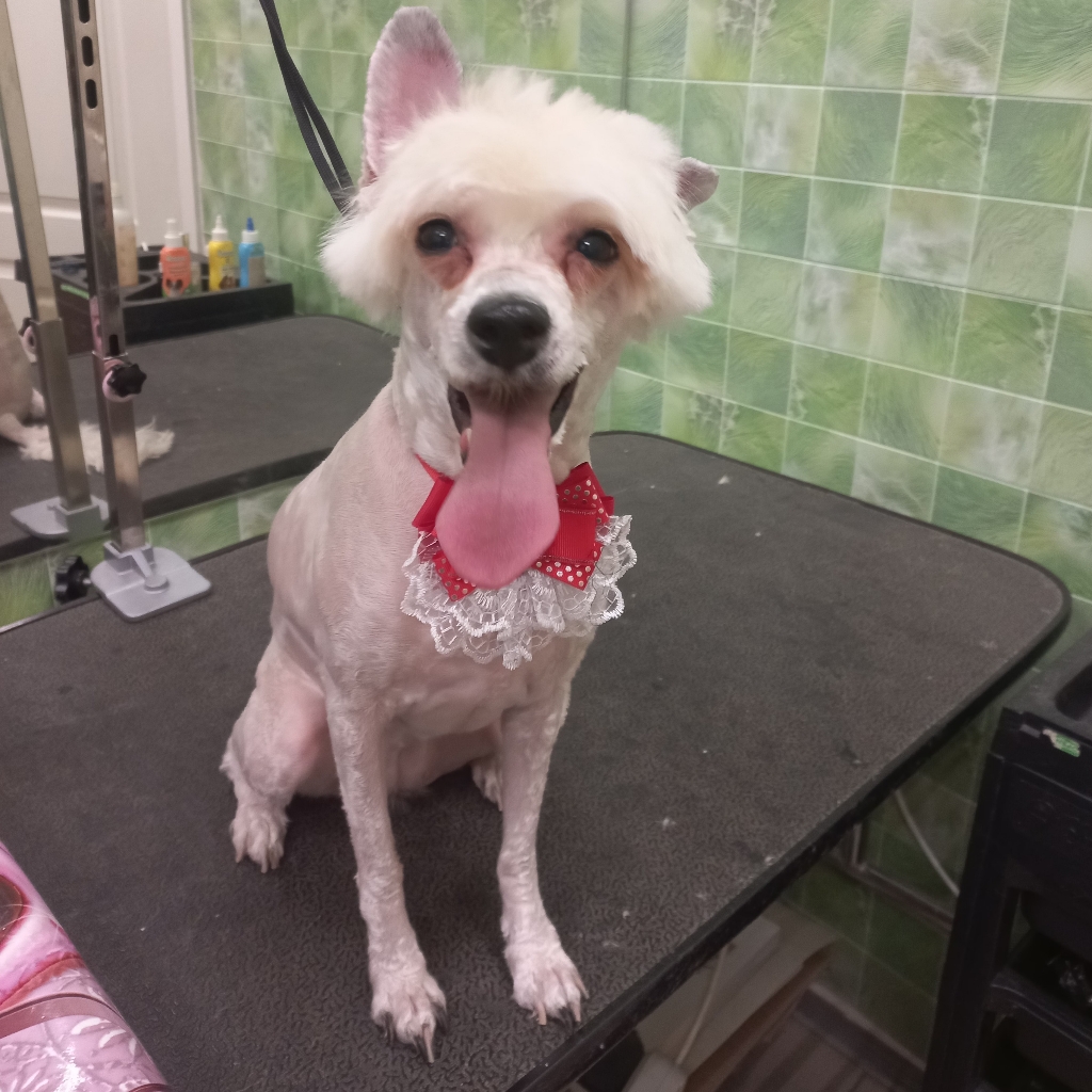 Китайская Хахлатая( поудер пуф)