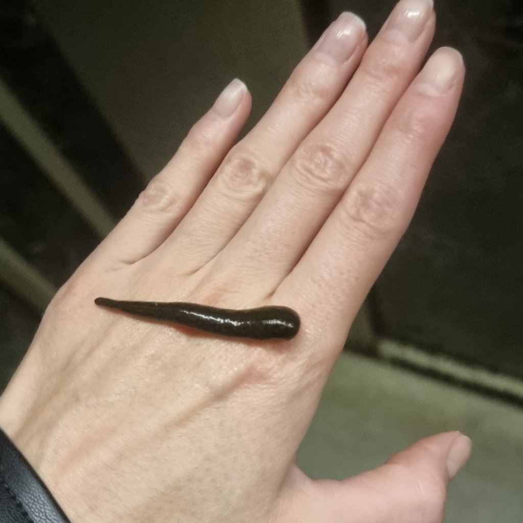 Гирудотерапия 1й сеанс 1 пиявка