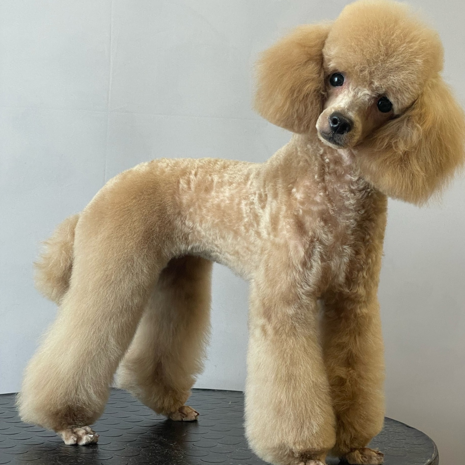 ПУДЕЛЬ Той (24-28см) корпус бреется под машинку ( до 9.5мм)