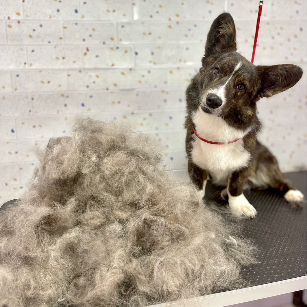 Корги Экспресс линька