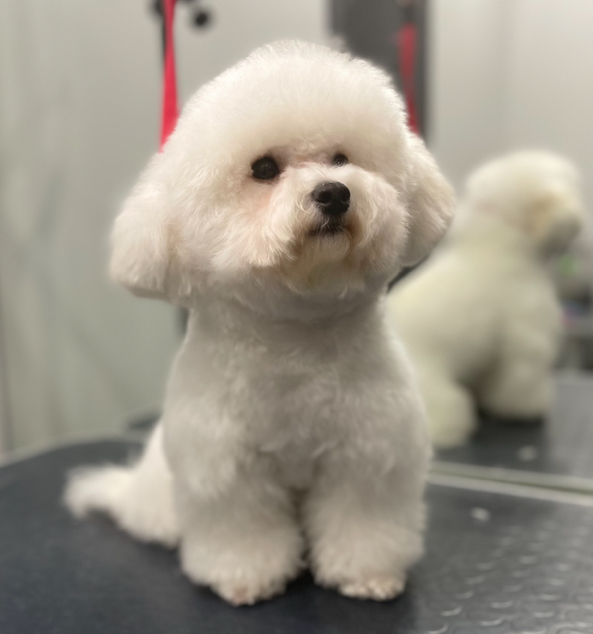 Бишон-фризе ( комплекс)