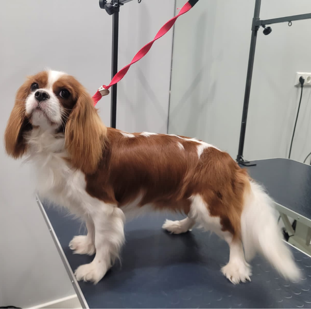 Кавалер-Кинг-Чарльз спаниель ( комплекс)