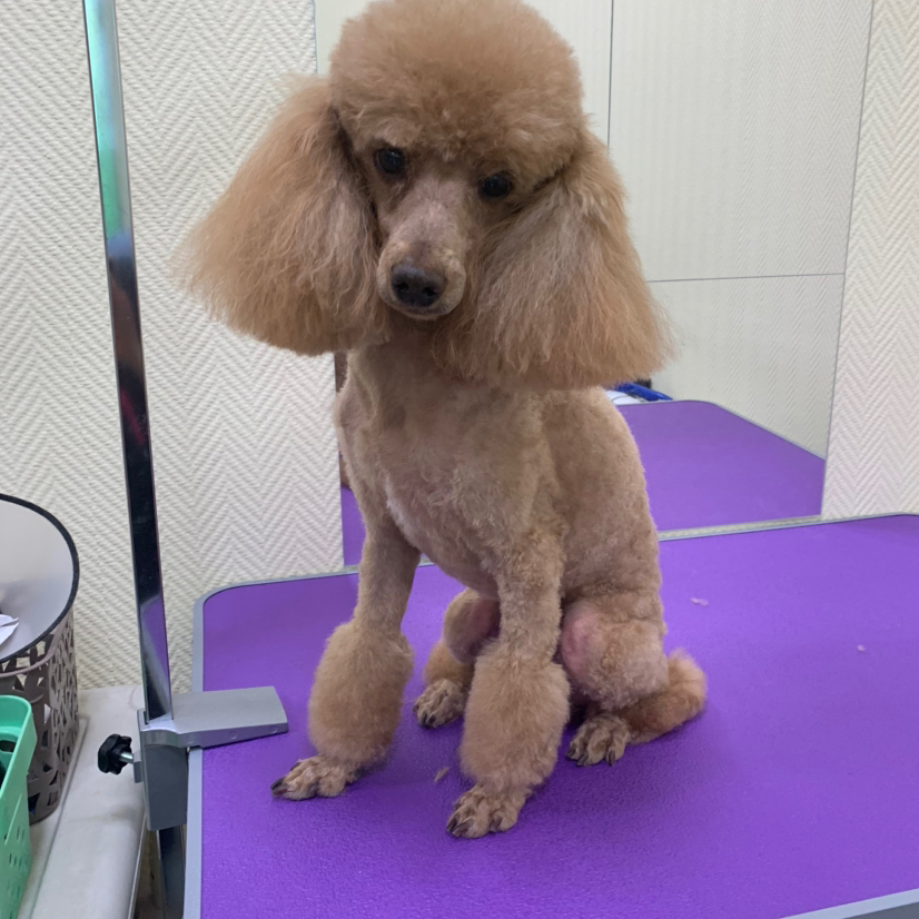 Стрижка средних пород (   той пудель , мальтипу)