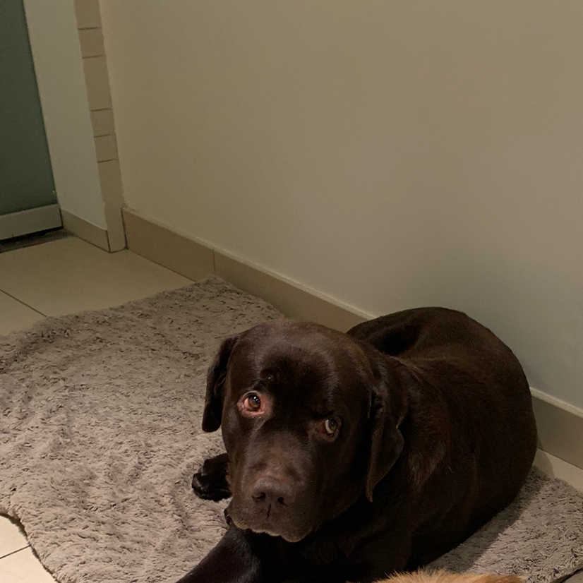 Экспресс линька крупных пород ( Хаски , Самоед , Акита , Золотой Ретвирер .)