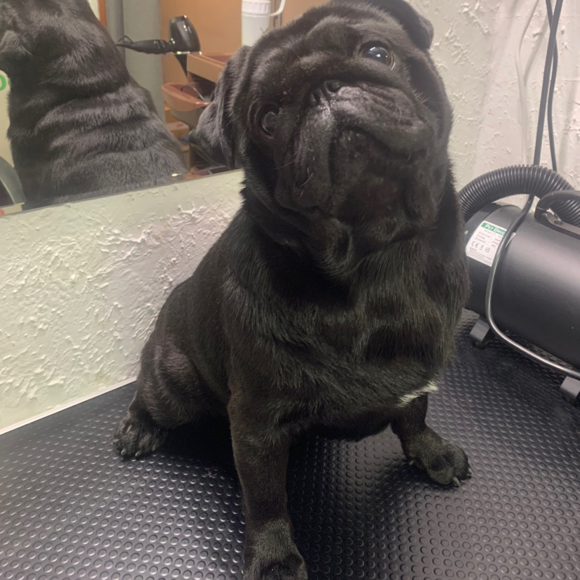 Экспресс линька средних пород ( Бигль , мопс , французский бульдог, грифон)