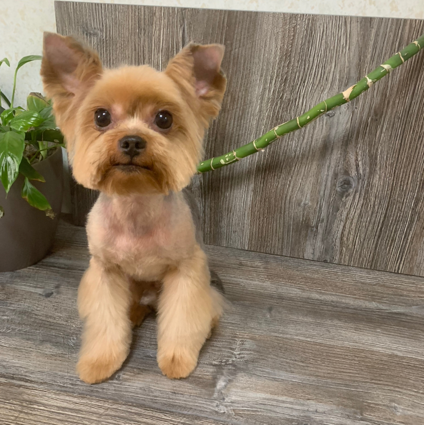 Стрижка мелких пород ( Йорк , бивер , мальтез ,)