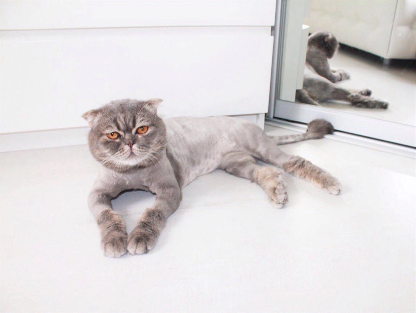 Стрижка кошек