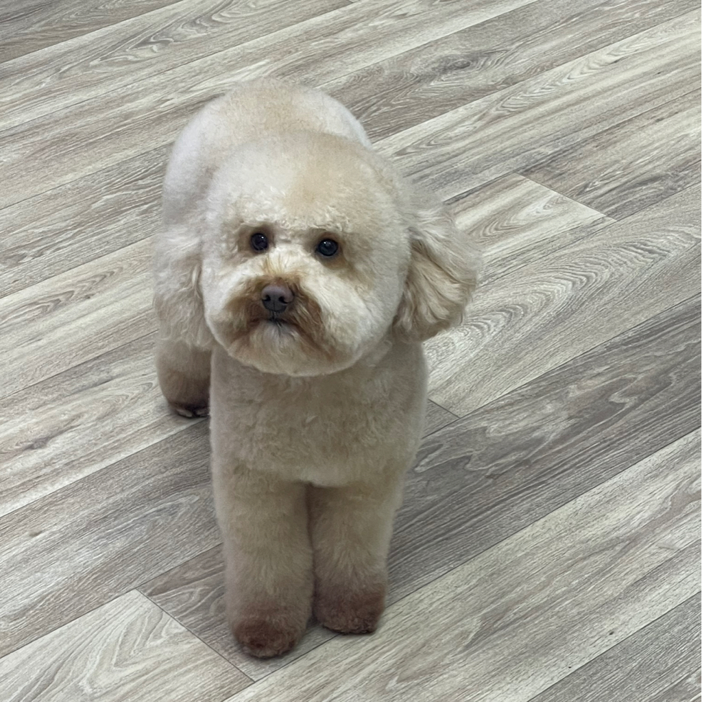 Кокапу гигиенический уход