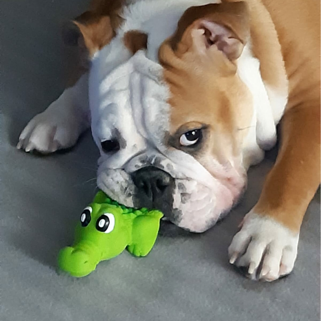 Кастрация кота