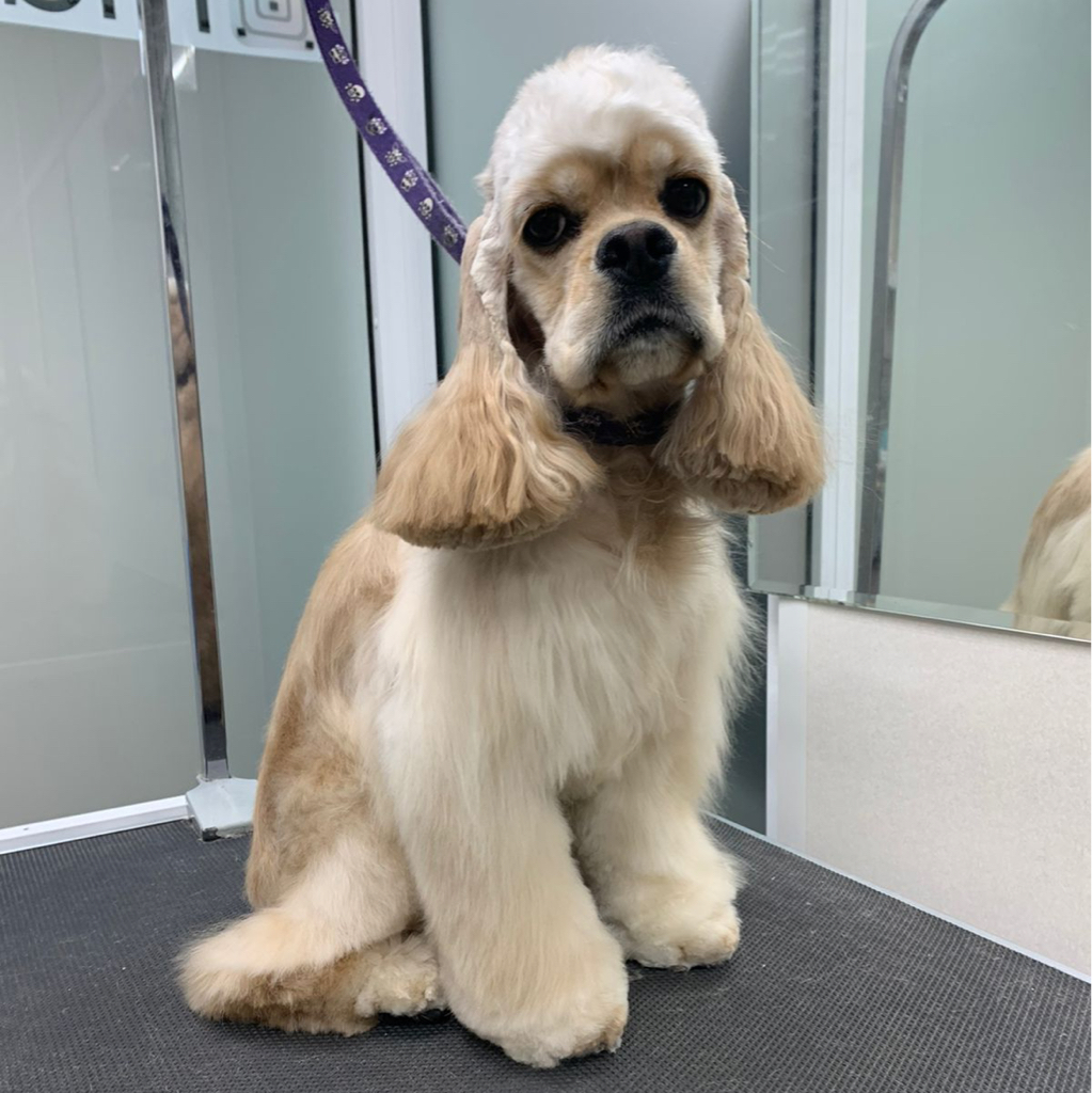 Американский кокер-спаниель комплекс (породный) колтуны не включены