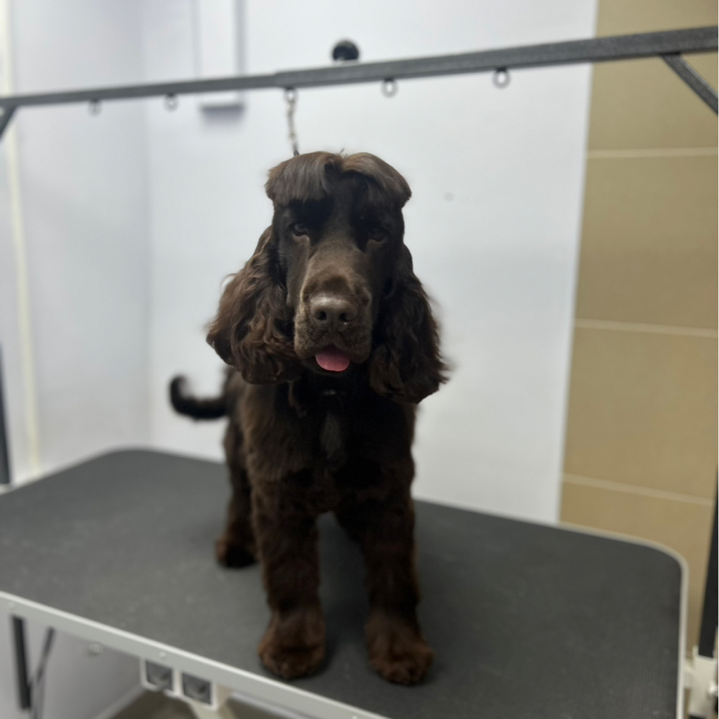 Английский кокер-спаниель комплекс (породный) колтуны не включены