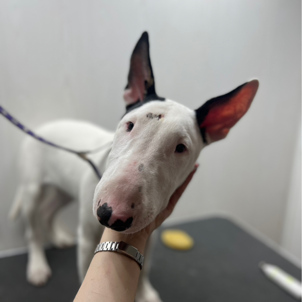 Бультерьер макси от 8 кг комплекс Вычёсывание