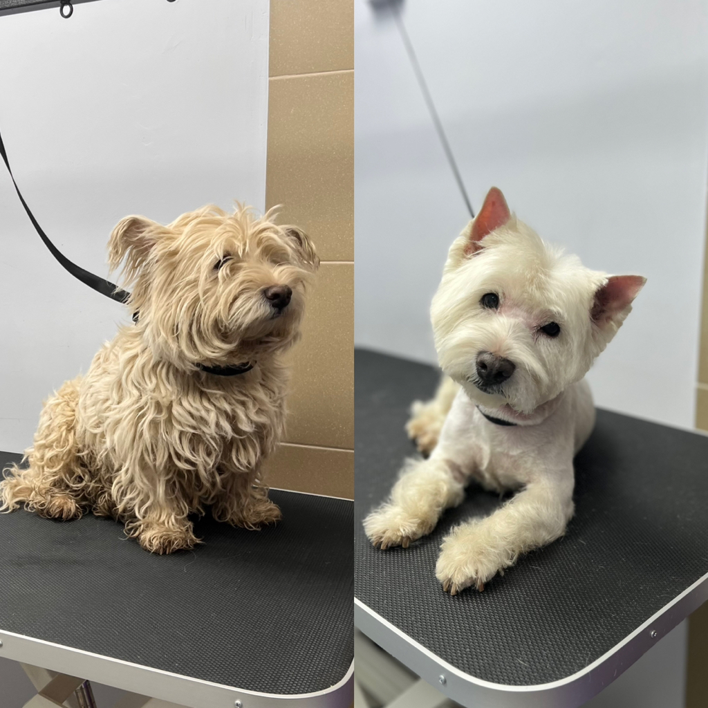 Вест-хайленд-уайт-терьер комплекс Стрижка