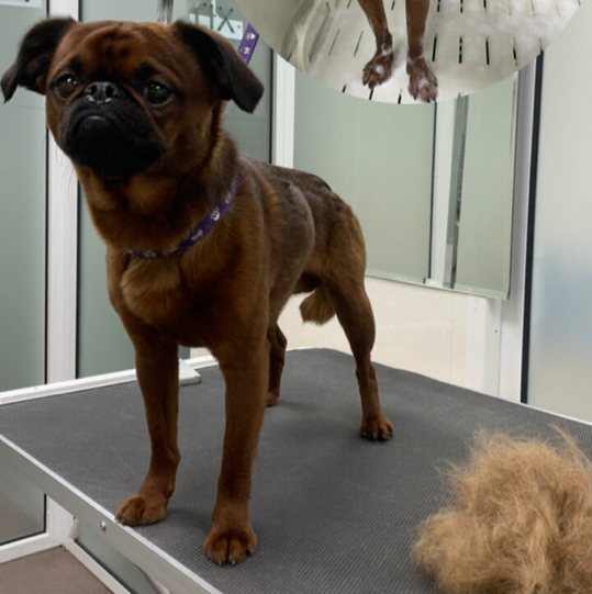 Пти брабансон комплекс Вычёсывание