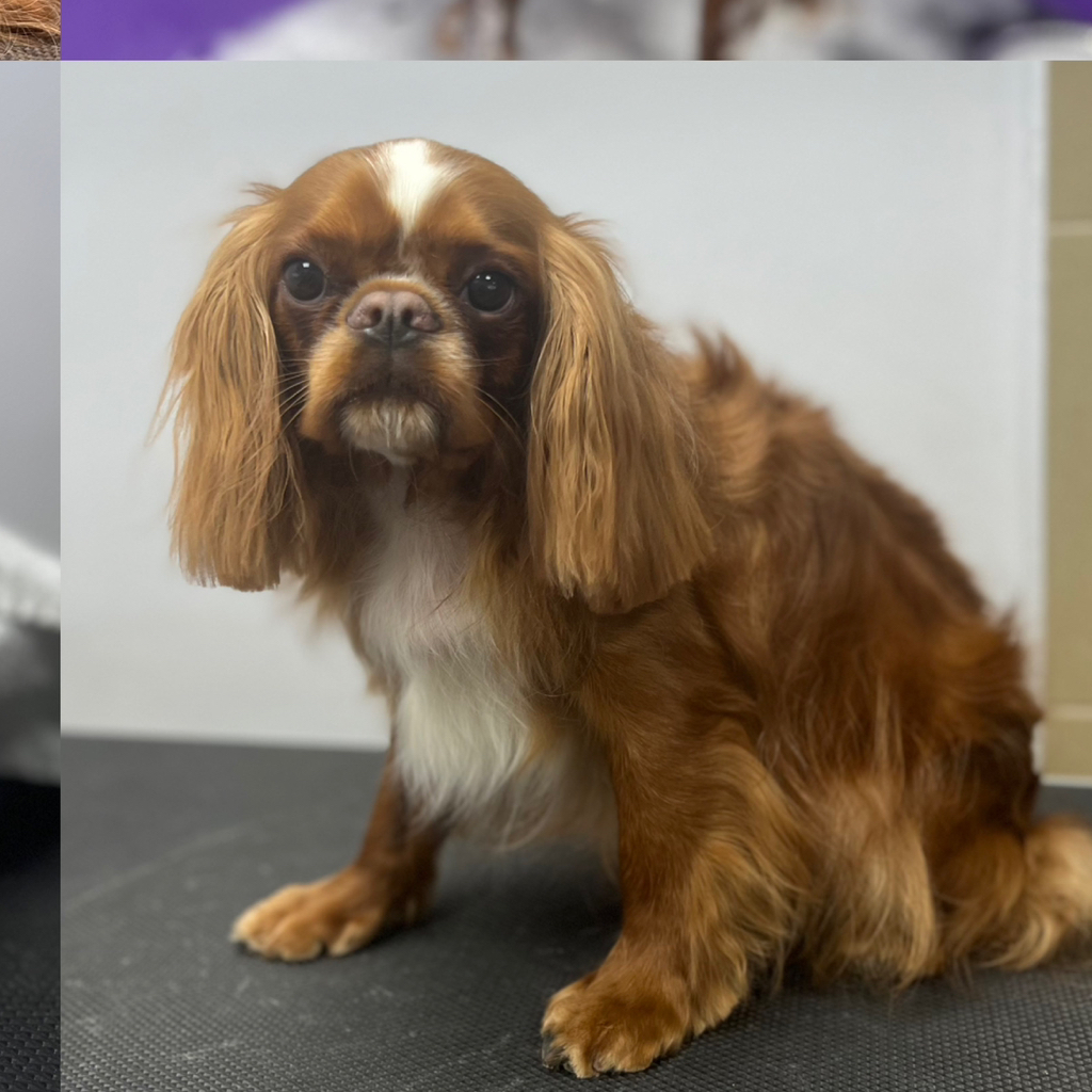 Кавалер кинг чарльз спаниель комплекс