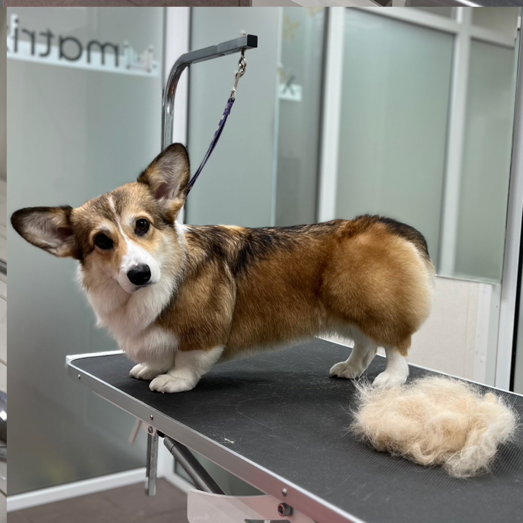 Вельш-корги пемброк/кардиган до 12кг комплекс Вычёсывание