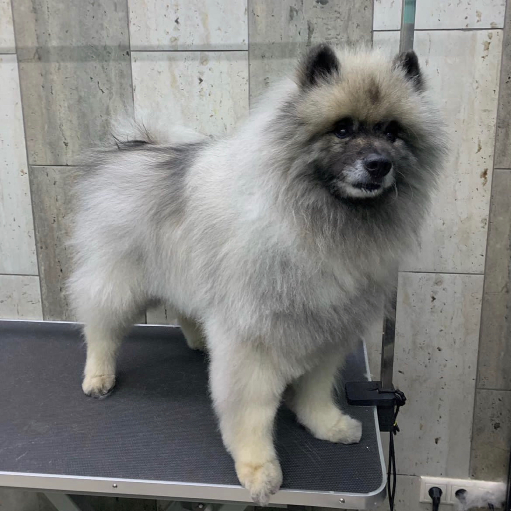 Кеесхонд (вольфшпиц) комплекс вычёсывание (колтуны не включены)